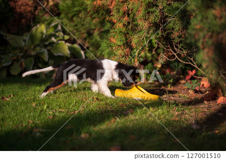 Cavalier king charles spaniel tricolor puppy. puppy sniffs garden shoes in the garden. 127001510