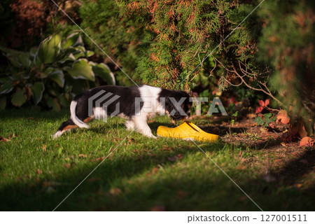Cavalier king charles spaniel tricolor puppy. puppy sniffs garden shoes in the garden 127001511
