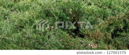 Green juniper shrub foliage close-up. Natural evergreen plant texture background Green juniper shrub foliage close-up. Natural evergreen plant texture background 127001570