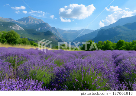 Vibrant lavender field in full bloom under a clear blue sky, surrounded by majestic mountains and lush greenery, creating a serene and picturesque landscape scene 127001913