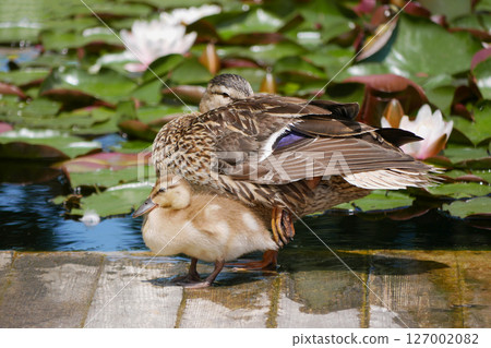 A female duck with cute little duckling at the wooden bridge in a pond covered with water lilies 127002082