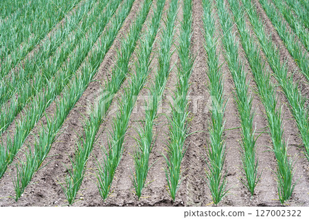 Onion fields growing well in Hokkaido 127002322
