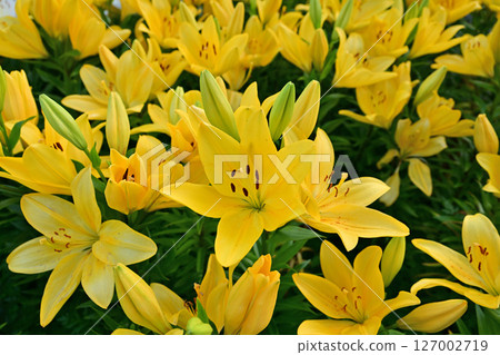 黃色百合花 127002719