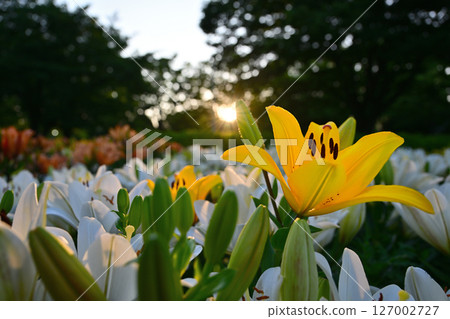 百合花在清晨的陽光下綻放 127002727