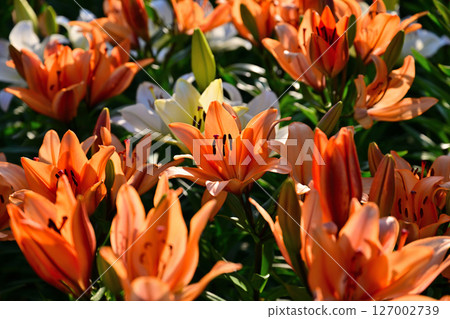 Orange lily flowers in bloom 127002739