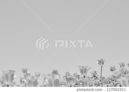 Tulip flower field and blue sky, monochrome tone Tulip flower field and blue sky, monochrome tone 127002911