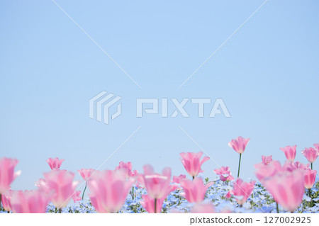 鬱金香花田與藍天 127002925