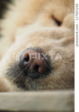 Close-up view of a peaceful dog's nose in nature Close-up view of a peaceful dog's nose in nature 127003288