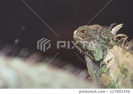 Iguana perched quietly in a natural habitat setting 127003348
