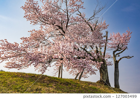 Twin Cherry Blossoms Twin Cherry Blossoms 127003499