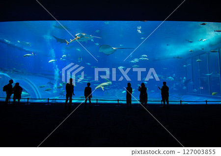 Fish swimming in a huge panoramic aquarium 127003855