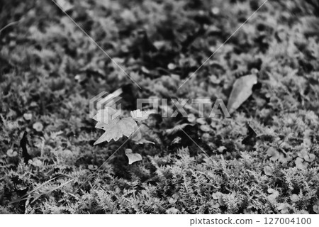 苔蘚的圖像 127004100