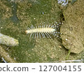 一隻蜈蚣沉入池塘底部 127004155