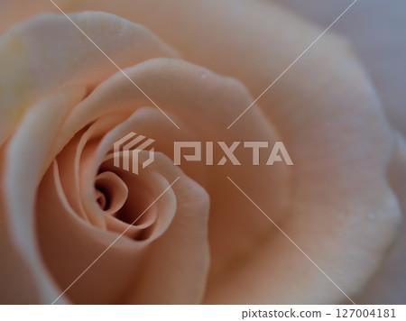 "French Lace" white roses blooming beautifully in May "French Lace" white roses blooming beautifully in May 127004181