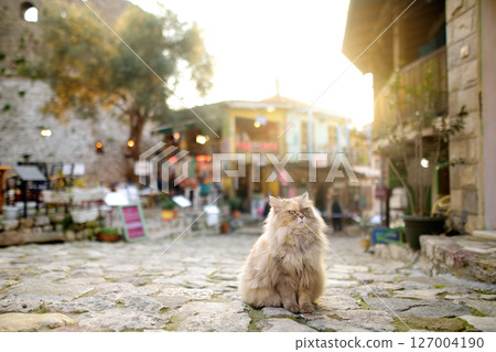 Large wild peach cat sitting on the street of the Old Bar Town in Montenegro. 127004190