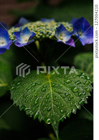 Hydrous hydrate wet in the rain 127004210