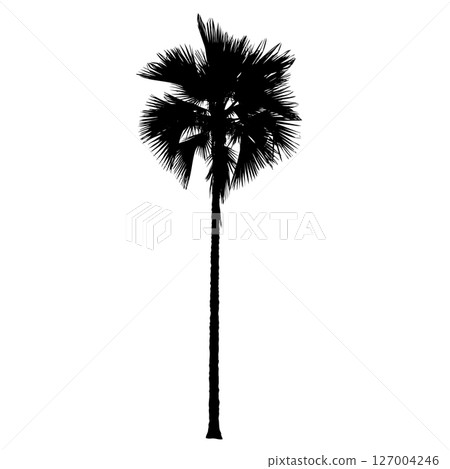 Palm tree silhouettes 127004246