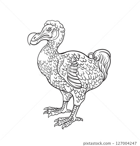 Drawing of Dodo dront - hand sketch 127004247