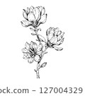 玉蘭花手繪鋼筆插畫 玉蘭花手繪鋼筆插畫 127004329