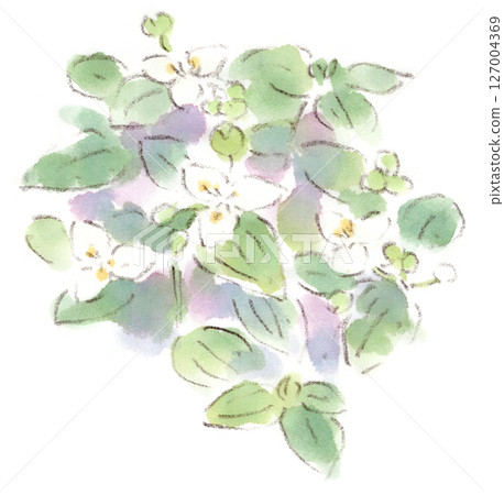 春季至雨季植物、白花、紫花地丁的水彩插圖 127004369