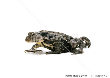 蟾蜍，爬行蟾蜍，白色背景 127004447