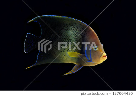 Southern angelfish, adult fish, black background Southern angelfish, adult fish, black background 127004450