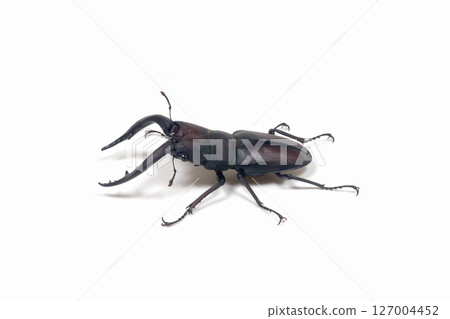 鋸齒鍬蟲白色背景 鋸齒鍬蟲白色背景 127004452