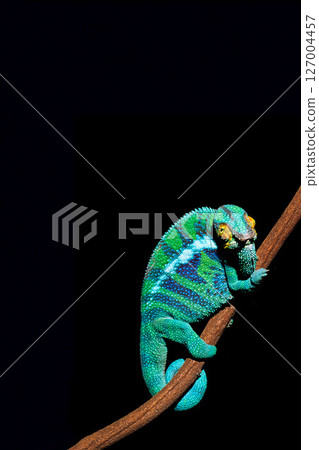 Panther Chameleon Black Background 127004457