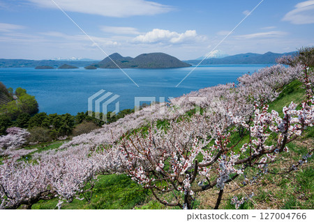 A spectacular view of Lake Toya and Mt. Yotei from the observation deck of Sobetsu Park with cherry blossoms and plum blossoms in full bloom 127004766