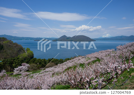 A spectacular view of Lake Toya and Mt. Yotei from the observation deck of Sobetsu Park with cherry blossoms and plum blossoms in full bloom 127004769