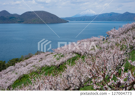 從壯瞥公園的觀景台可以欣賞到洞爺湖和羊蹄山的壯麗景色，梅花盛開 127004773