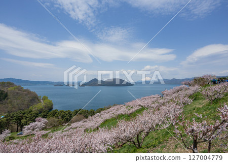 從壯瞥公園的觀景台可以欣賞到洞爺湖和羊蹄山的壯麗景色,櫻花和梅花盛開 從壯瞥公園的觀景台可以欣賞到洞爺湖和羊蹄山的壯麗景色,櫻花和梅花盛開 127004779