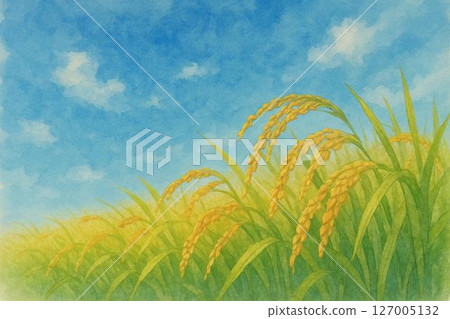 Rice field Rice field 127005132