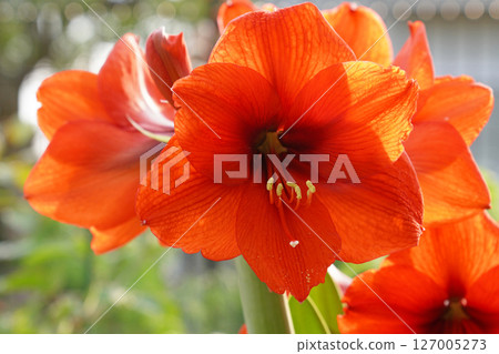 Close up blooming Amaryllis flowers in garden. Close up blooming Amaryllis flowers in garden. 127005273