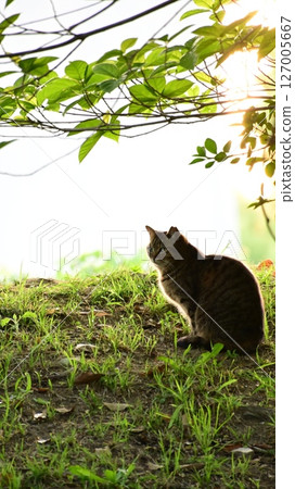 Standing cat 127005667