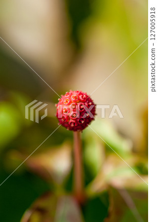 Yamamoto's fruit Yamamoto's fruit 127005918