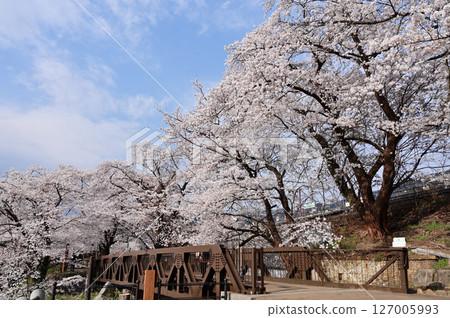 Jinroku cherry blossoms in full bloom 127005993