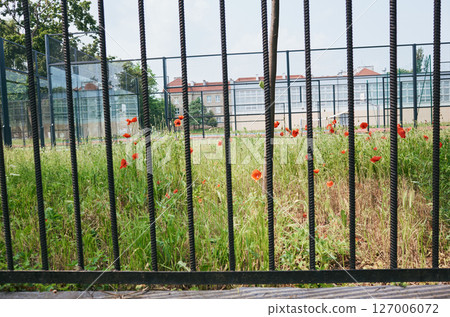 Fence with a field of flowers in front of it Fence with a field of flowers in front of it 127006072
