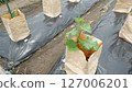Cucumber cultivation 127006201