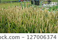 Spelt from the home garden, June 127006374