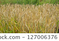 Spelt from the home garden, June 127006376