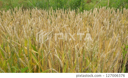Spelt from the home garden, June Spelt from the home garden, June 127006376