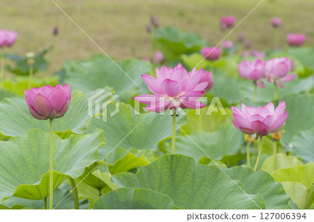 Lotus flower Lotus flower 127006394