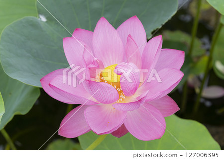 Lotus flower Lotus flower 127006395