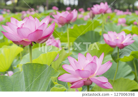 Lotus flower 127006398