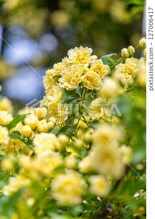 Yellow mock butter flower 127006417