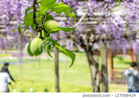 Plum fruit and wisteria flowers Plum fruit and wisteria flowers 127006424