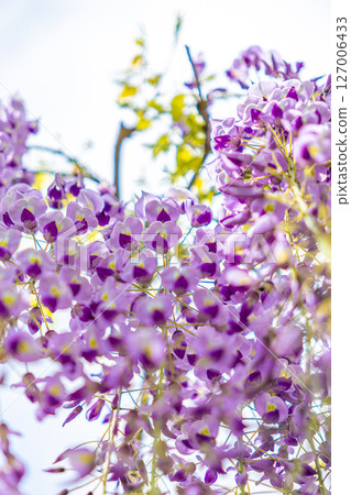 Fuyu's flowers in full bloom Fuyu's flowers in full bloom 127006433