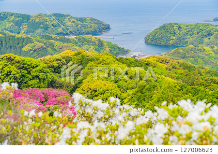(Nagasaki Prefecture) Azaleas and the Kita-Kujukushima Islands at Nagushiyama Park, early morning 127006623