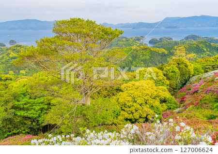(Nagasaki Prefecture) Azaleas and the Kita-Kujukushima Islands at Nagushiyama Park, early morning (Nagasaki Prefecture) Azaleas and the Kita-Kujukushima Islands at Nagushiyama Park, early morning 127006624